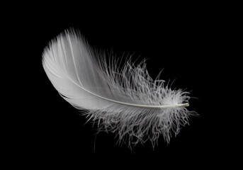 Wall Mural - single white feather isolated on black background.