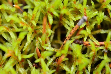 green moss macro photo