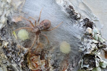 Wall Mural - female spider guarding her eggs on a tree behind silk web