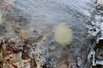 Wall Mural - spider egg cluster behind silk web on a tree