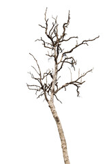 Wall Mural - isolated death tree on white background with clipping path