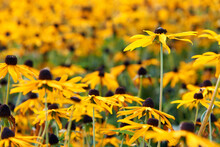 Field Of Yellow Flowers Of Orange Coneflower Also Called Rudbeckia, Perennial Black-eyed Susan. Latin Name - Rudbeckia Hirta.