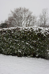Wall Mural - Red Robin Photinia hedge covered by snow on winter season. Photinia x fraseri in the garden