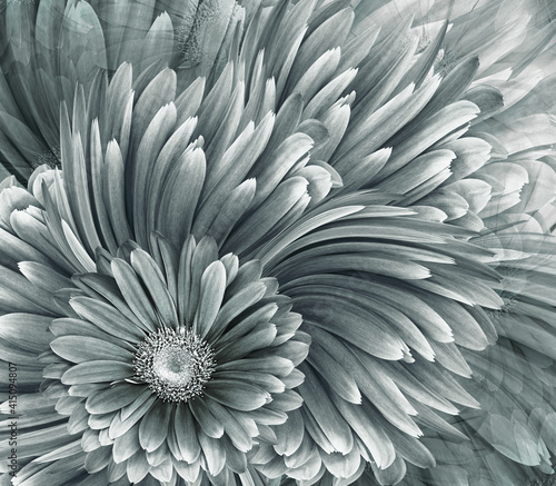 Beautiful floral background. Gray  gerbera flowers. Nature.