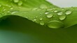 Leinwandbild Motiv Water Drops on a Plant Leaf 
