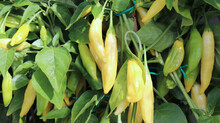 Chilli Baccatum, Aji Lemon Drop Grows In An Organic Garden. When Grown Well, Many Fruits Grow On The Branches, So It Is Necessary To Tie Them.