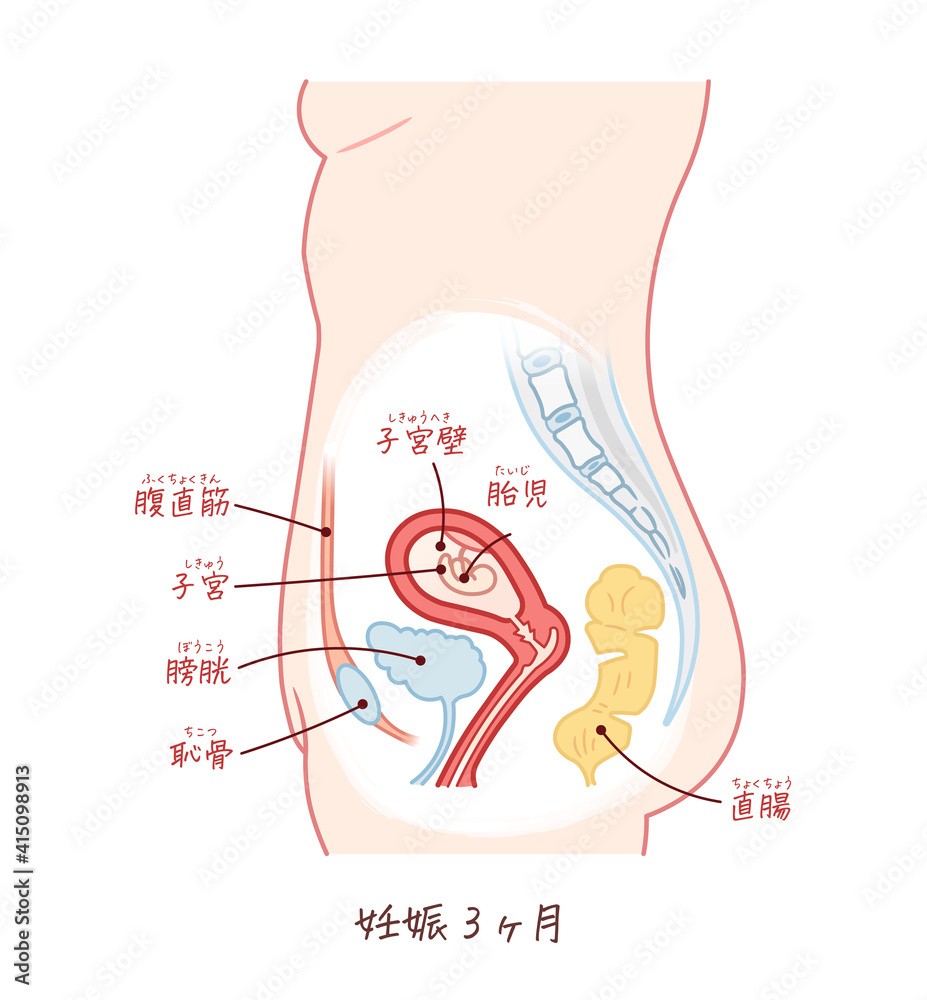 胎児の成長 妊娠2ヶ月 のイラスト テキスト付き Baby Wall Mural Ba 川本まる