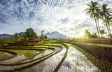 Fototapeta Tęcza - morning beauty on the rice terraces of the growing season with blue mountains and warm morning sunshine in indonesia