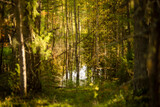 Fototapeta Na ścianę - landscape in a pine forest, selective focus