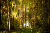Fototapeta  - landscape in a pine forest, selective focus