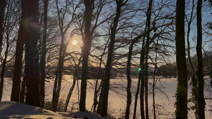 Wall Mural - Bare Trees Silhouette In Forest Backlit With Bright Sun In Wintertime. - wide shot