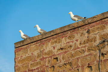 Wall Mural - Italy, Apulia, Province of Lecce, Gallipoli. Seagulls on a stone wall.