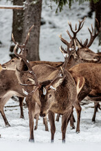 Red Deer Herd In The Forest In Winter, Bavaria Germany.