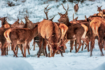 Red deer herd in the forest in winter, Bavaria Germany.