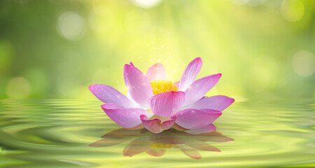 lotus white light purple floating light sparkle background