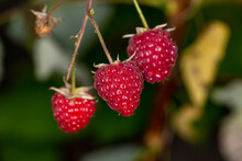 Three Berries Of Garden Raspberries Hanging On A Branch Macro Photography On A Summer Sunny Day. Juicy Red Raspberry Close-up On A Green Background In Late Summer.