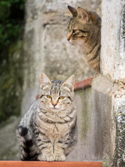 Poster - Cats roaming the cave dwelling town of Matera.