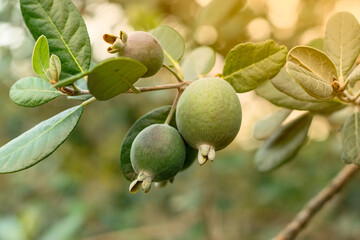 Ripe feijoa fruits on a tree (lat. Acca sellowiana). Fresh feijoa, almost ready to harvest.