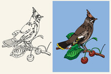 Vector Coloring Book With A Forest Bird Cedar Pipit Sitting On A Branch