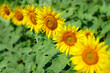 Row of beautiful yellow sunflowers