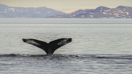 Poster - Close-up shot of a humpback whale diving.