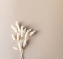Dry Fluffy Lagurus Flowers On Beige Background