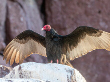 Adult Turkey Vulture (Cathartes Aura), Drying Its Wings At Los Islotes, Baja California Sur