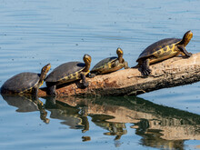 Red-eared Sliders (Trachemys Scripta Elegans), Turtles Basking In The Sun, San Jose Del Cabo, Baja California Sur