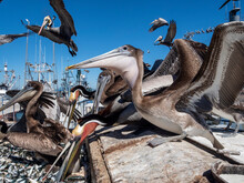 Brown Pelicans (Pelecanus Occidentalis), At A Sardine Processing Plant, Puerto San Carlos, Baja California Sur