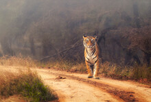 Royal Bengal Tiger At Ranthambore National Park, Rajasthan, India