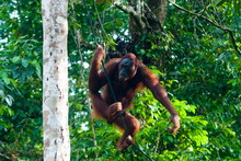 Orang-Utan (Pongo Pygmaeus), Semenggoh Nature Reserve, Sarawakn Borneo 