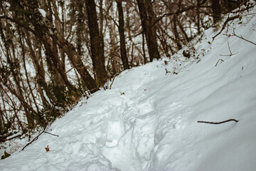 Footprints in the snow in the winter forest in the Caucasus mountains. White snow and trees. Russian Winter.