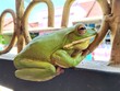 The rare green frog of Papua lies relaxed no matter the situation