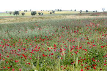 Poster - Poppy flowers in the countryside.