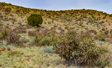 Desert Succulents, Cacti, Prickly Pear (Cylindropuntia And Opuntia Sp.) And Yucca On A Hillside In Colorado, US