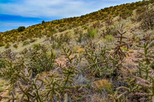 Desert Succulents, Cacti, Prickly Pear (Cylindropuntia And Opuntia Sp.) And Yucca On A Hillside In Colorado, US