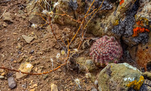 Desert Succulents Cacti, (Echinocereus Sp.) Cactus On A Hillside In Colorado, US