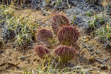 Cactus, Plains Prickly Pear Opuntia Polyacantha, Nature USA. Great Sand Dunes NP, Colorado, US