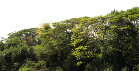 Wall Mural - group green tree isolate on white background