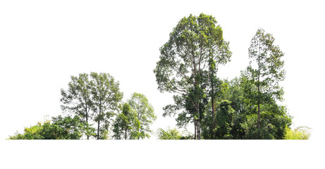Wall Mural - group green tree isolate on white background
