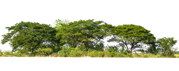 Wall Mural - group green tree isolate on white background