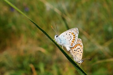 Sticker - butterfly on grass