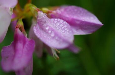 Sticker - rain drops on flower