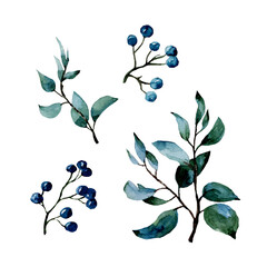 Watercolor illustration of branches and berries on a white background. Spring. Green leaves