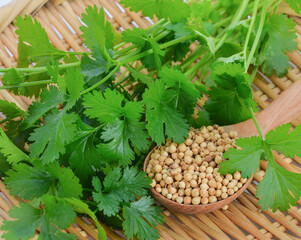 coriander isolated on a background