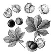 Set of different hand drawn leaves and fetus of chestnuts. Vector illustration in sketch style, botanical design elements isolated on a white background