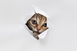 Kitten look through a hole in the paper