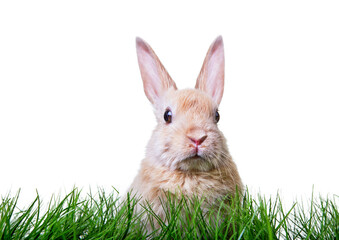 Wall Mural - Cute little rabbit in high easter grass on meadow with long rabbit ears.