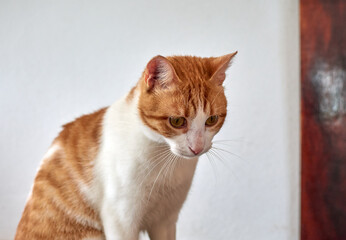 A portrait of a cute white and ginger cat