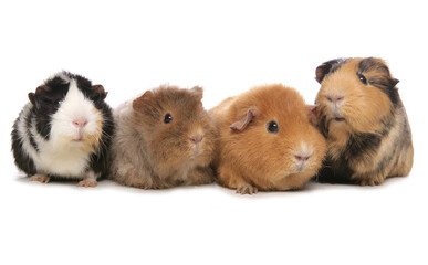 Wall Mural - Domestic Guinea Pigs